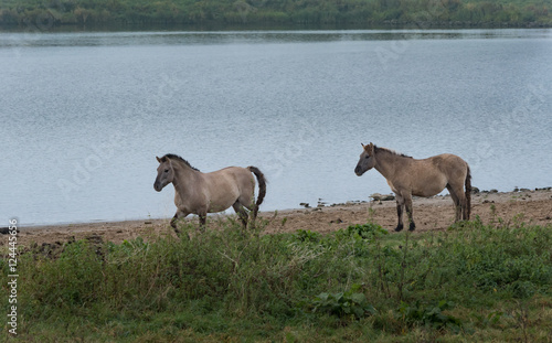 Wild horses along the waterside