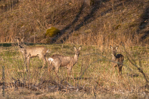 Fototapeta Naklejka Na Ścianę i Meble -  Roe deer in a meadow standing and watching
