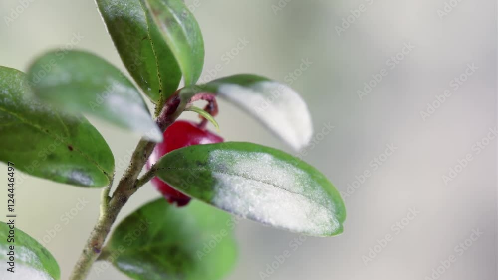 Melting frost timelapse on plant 1 Melting frost timelapse on plant 1