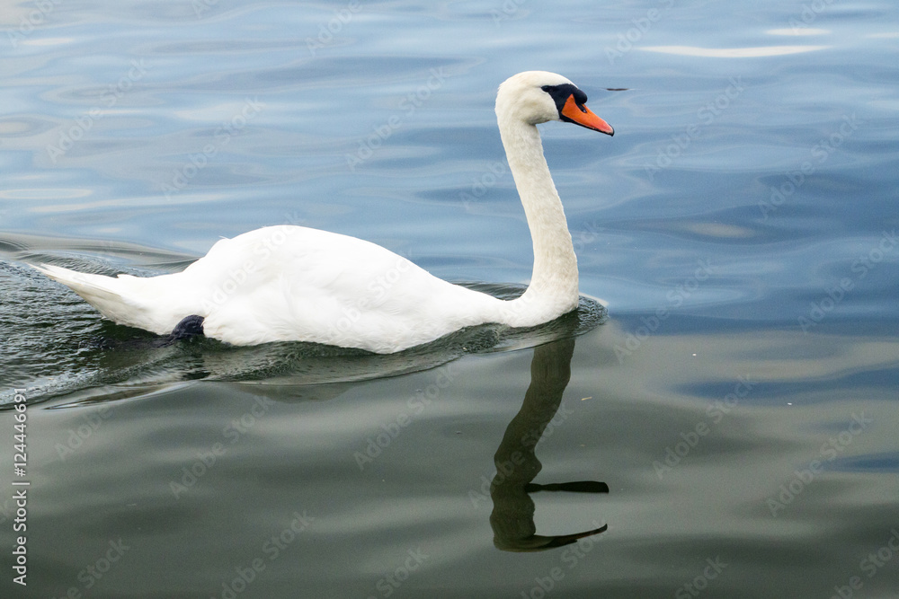Swan - Cygnus Swan - Cygnus