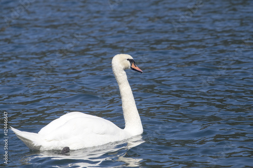 Swan - Cygnus