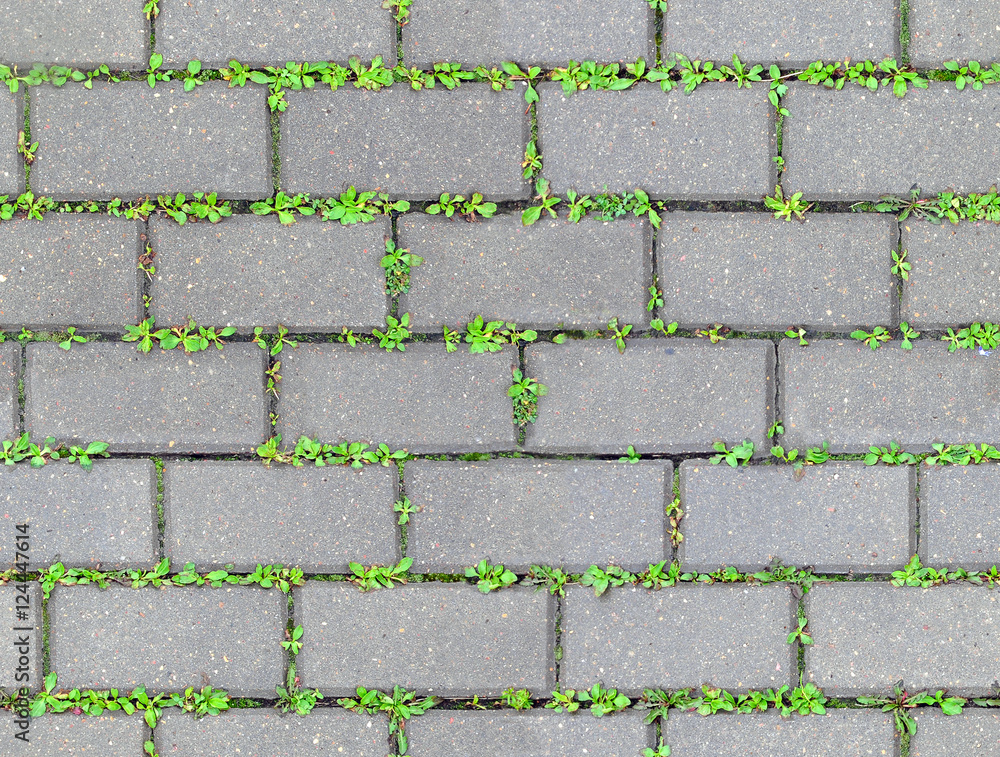 The gray wet concrete sidewalk coverage with sprouting green grass ...