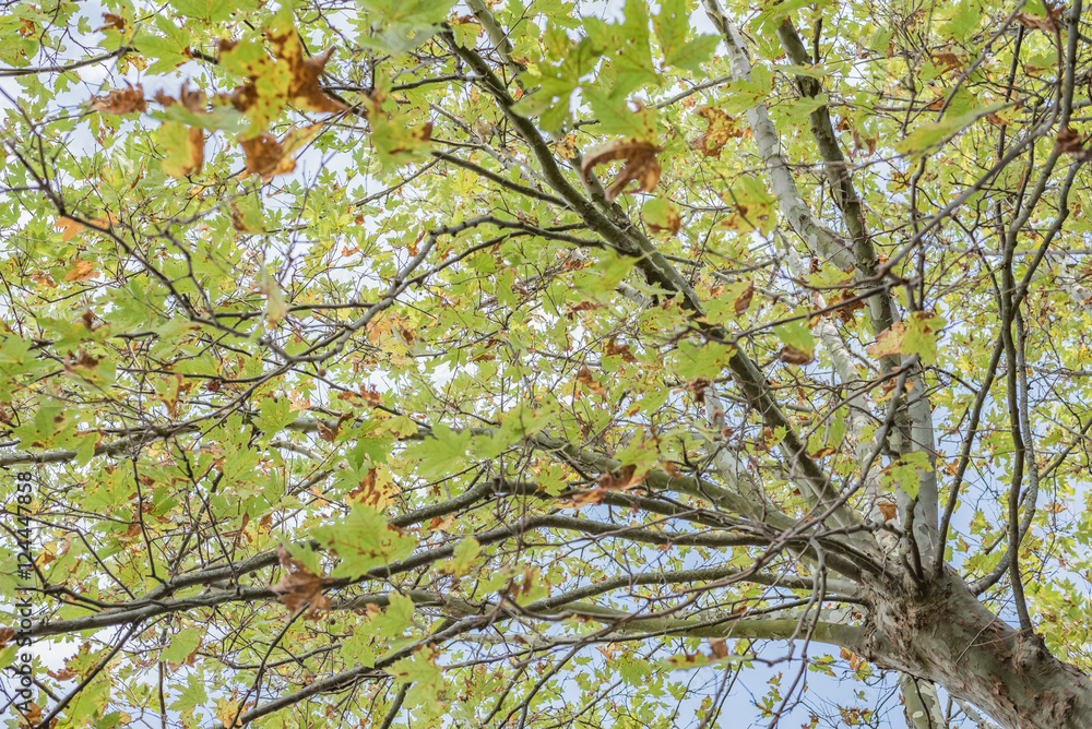 The tree with large green leaves that adorns the town of Montalcino, Tuscany The tree with large green leaves that adorns the town of Montalcino, Tuscany