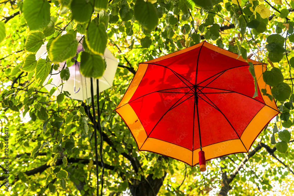 Umbrella on the trees. Autumn.