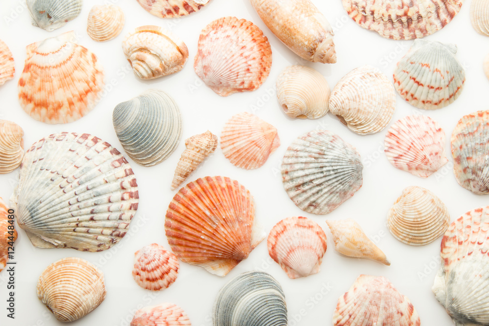 Seashell pattern on a white background