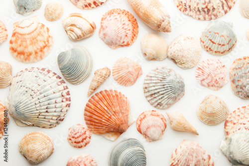 Seashell pattern on a white background © tputman151