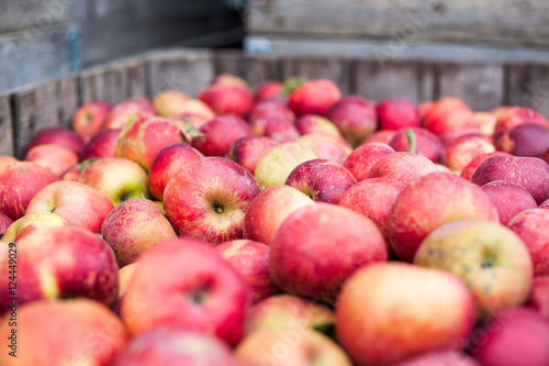 Foto Crate full of picked red apples