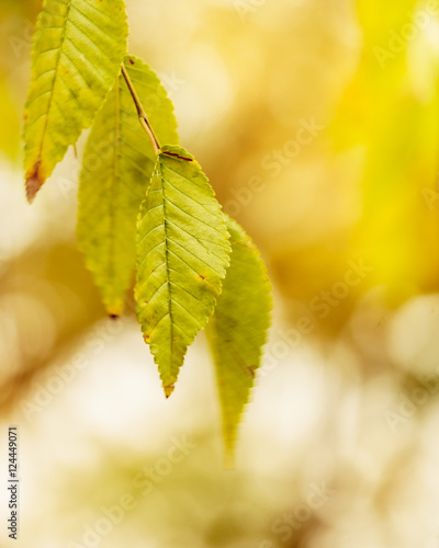 Autumn leaves on a beautiful light yellow background. beautiful background, autumn wallpaper.