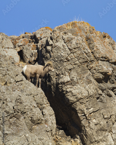 Bighorn Sheep on a cliff © jaypetersen