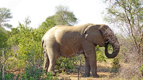 Elefantenbulle in S  dafrika Ein Elefantenbulle im Kr  ger Nationalpark in S  dafrika 