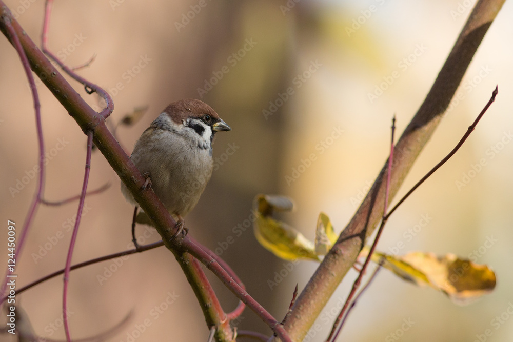 Naklejka premium sparrow on a branch