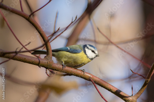 bluetit on a branch