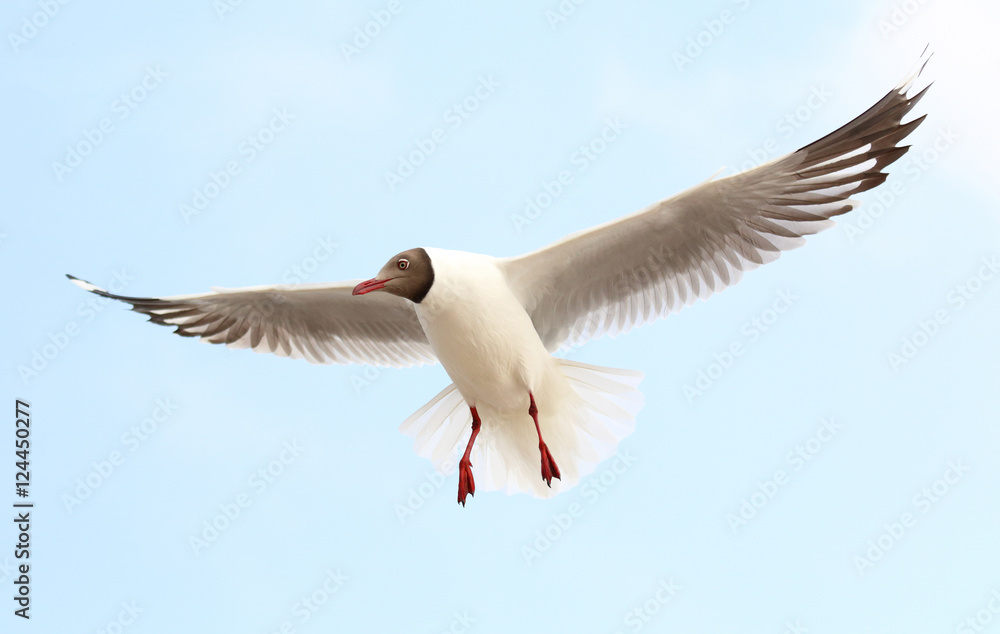 Fototapeta premium Seagulls fly in the sky at Bang Pu,Thailand.