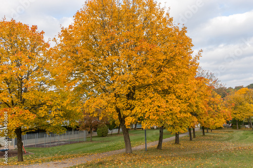 Herbstliche B  ume