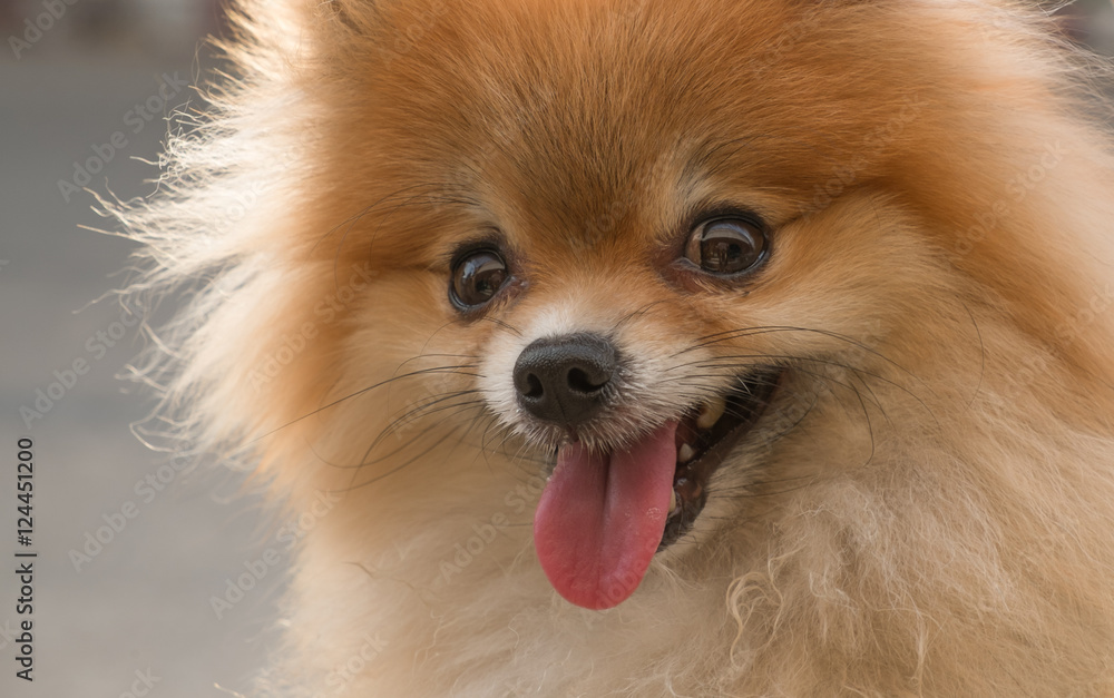 Closeup face Pomeranian dog. Cute Pomeranian dog. Smiling brown Pomeranian dog.