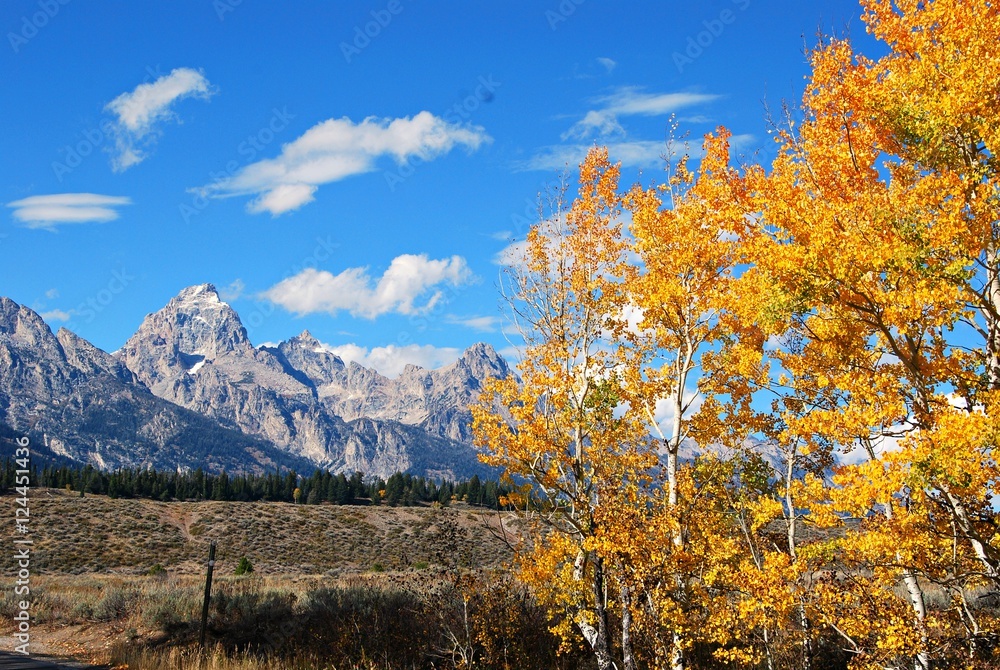 Tetons with Golden Aspens and  Cloud Puffs