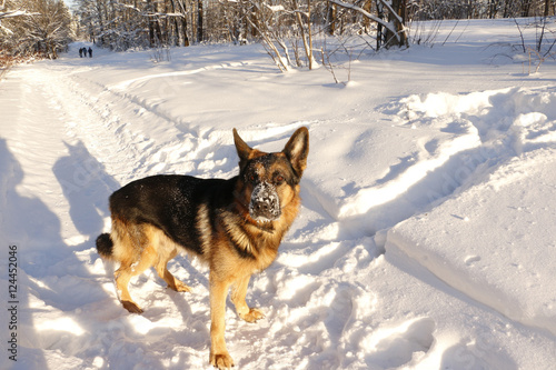 German shepherd dog on snow in winter day