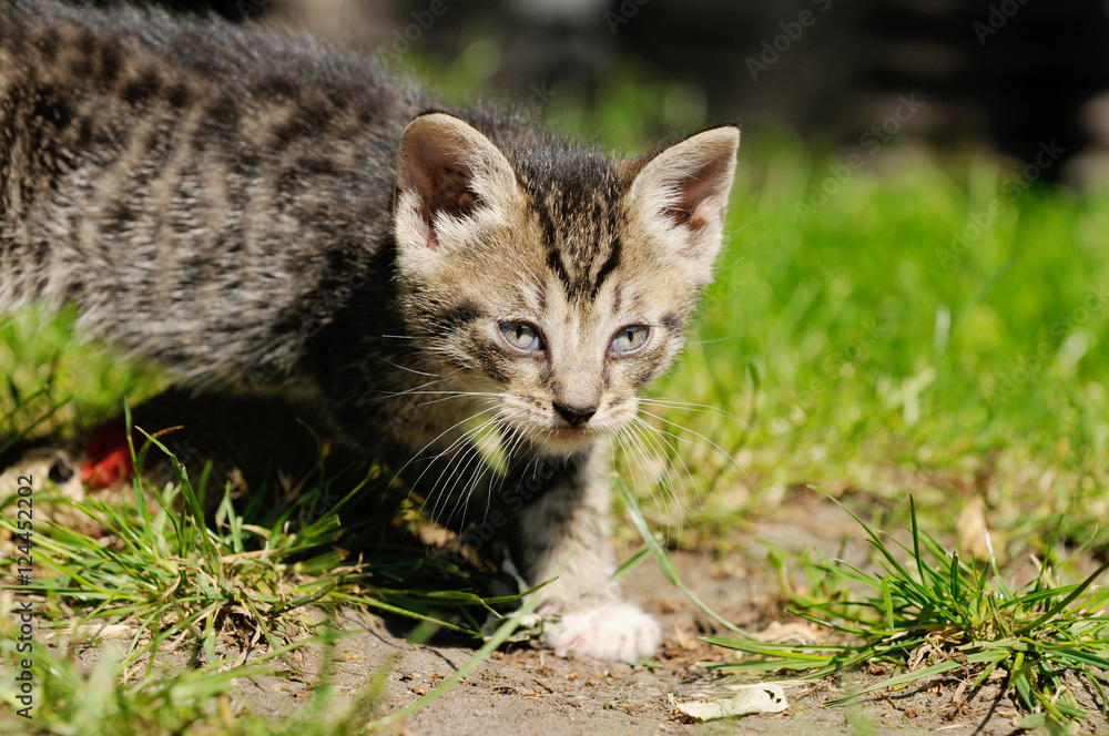 tabby kitten running on meadow