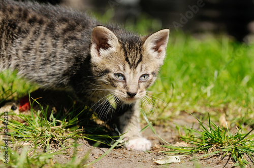 tabby kitten running on meadow