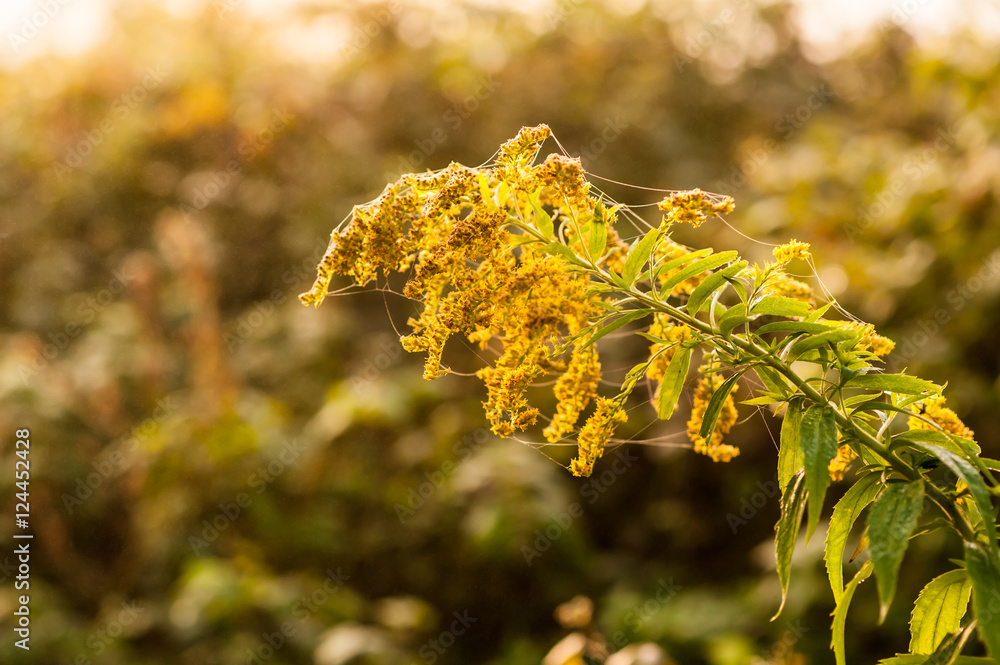 Gelbe Pflanze mit Spinnweben in der Morgensonne Stock Photo | Adobe Stock