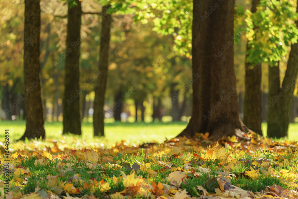 old maple tree with leaves on the ground old maple tree with leaves on the ground