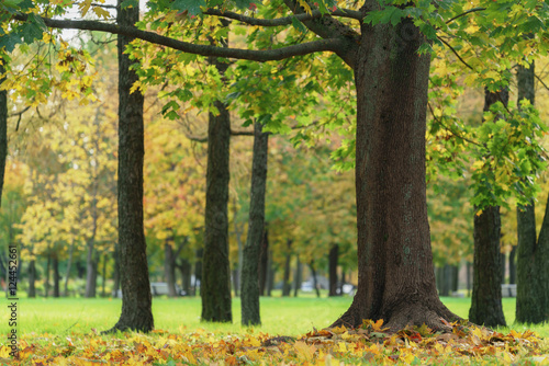 old maple tree with leaves on the ground