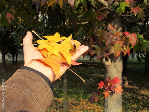 Autunno - foglie di tanti colori photo