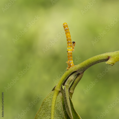 Caterpillars and eggs of banded swallowtail butterfly (Papilio d photo