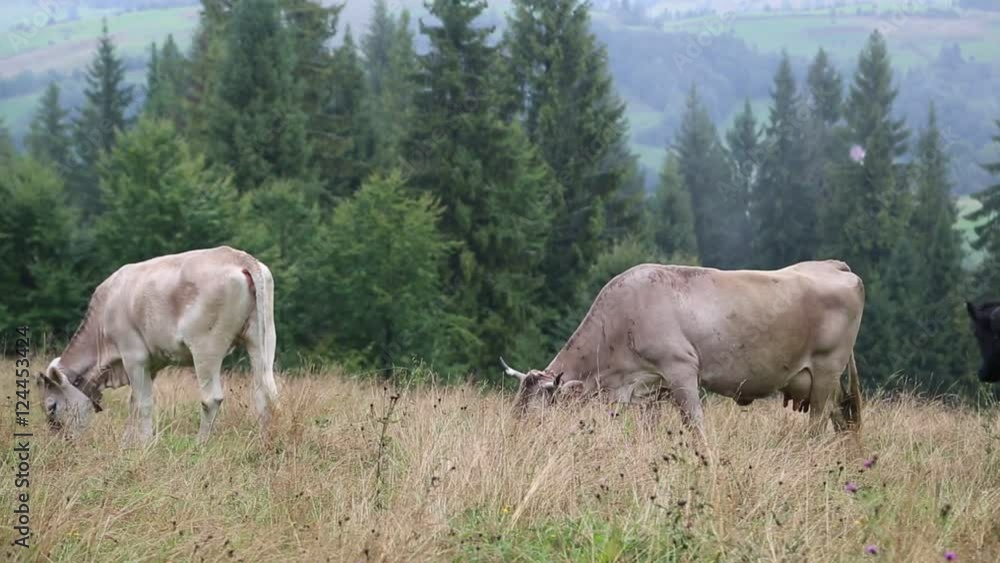 Cows on the mountain meadow Cows on the mountain meadow