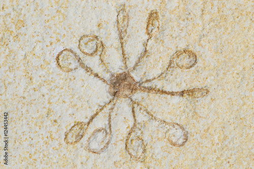 Fossile di Saccocoma  photo