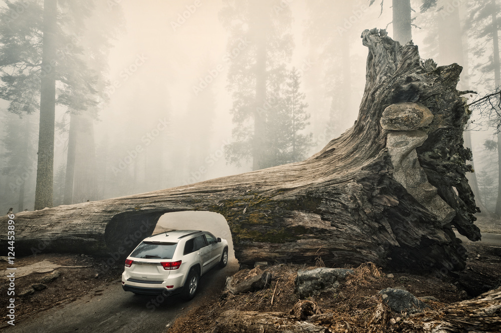 Fototapeta premium SUV driving through Tunnel Log, a tunnel cut through a fallen giant sequoia tree in Sequoia National Park, California, USA.