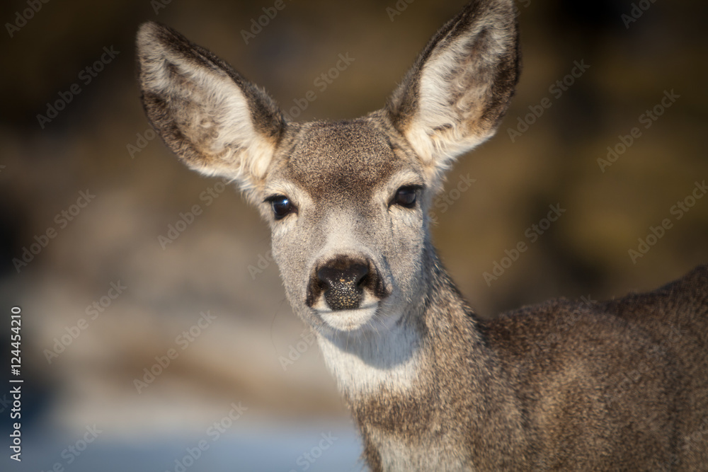 Deer 