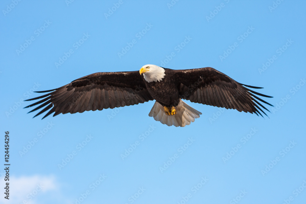 Fototapeta premium Soaring Eagle