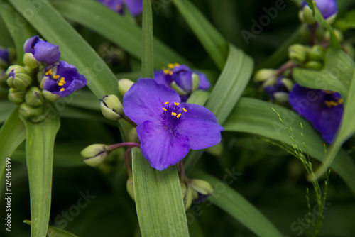 tradescantia virginiana....