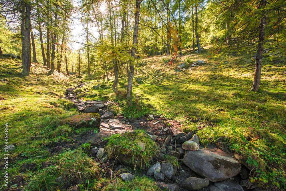 The beautiful colors of autumn in the woods of the Susa Valley in Bussoleno, Italy The beautiful colors of autumn in the woods of the Susa Valley in Bussoleno, Italy