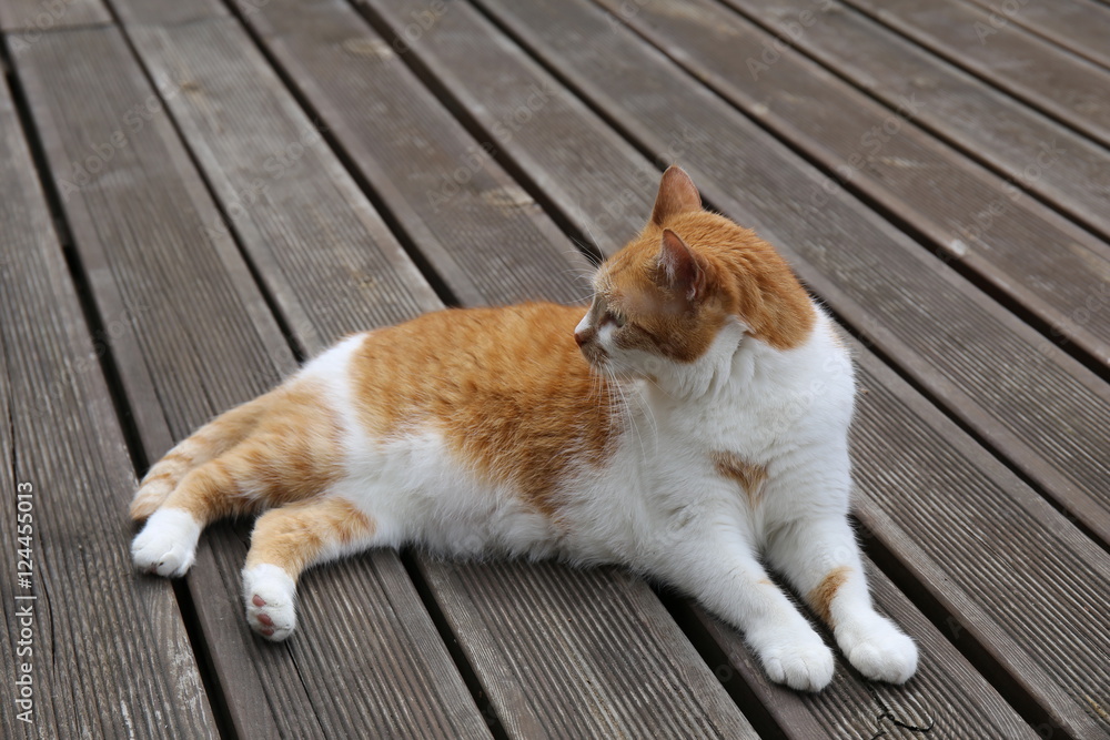 rudy kot leżąca kocica na tarasie cat terrasse - obrazy, fototapety, plakaty 