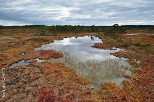Fototapeta Naklejka Na Ścianę i Meble -  Bog landscape with bog pools in the autumn, cloudy sky, Kakerdaja Bog, Estonia.