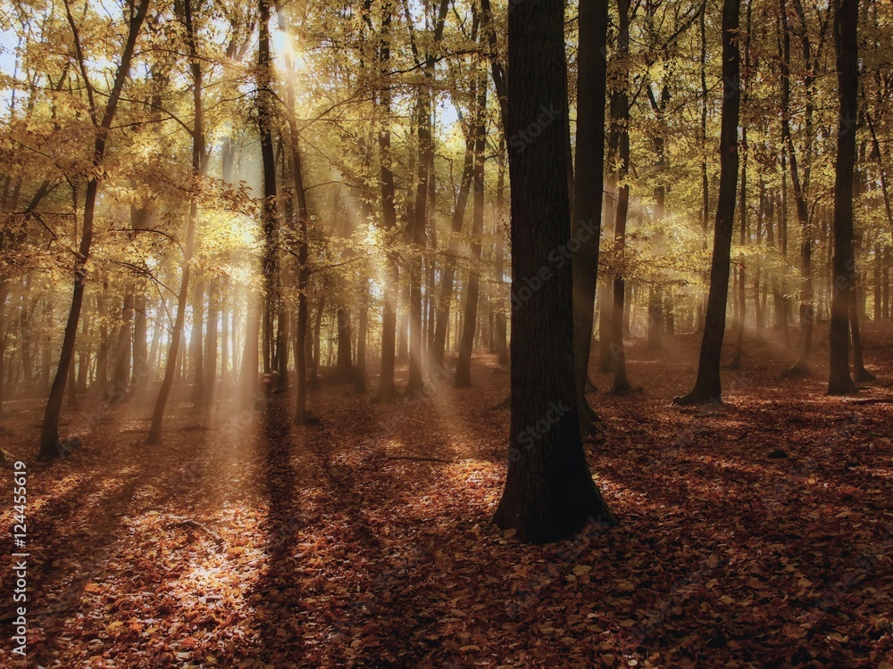 Fototapeta premium Morning fog and the sun's rays in the woods. / The sun's rays shining through the trees in the forest on morning fog.