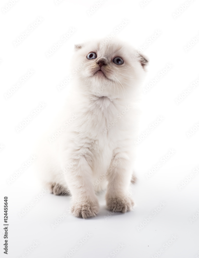 Funny British kitten isolated on white background