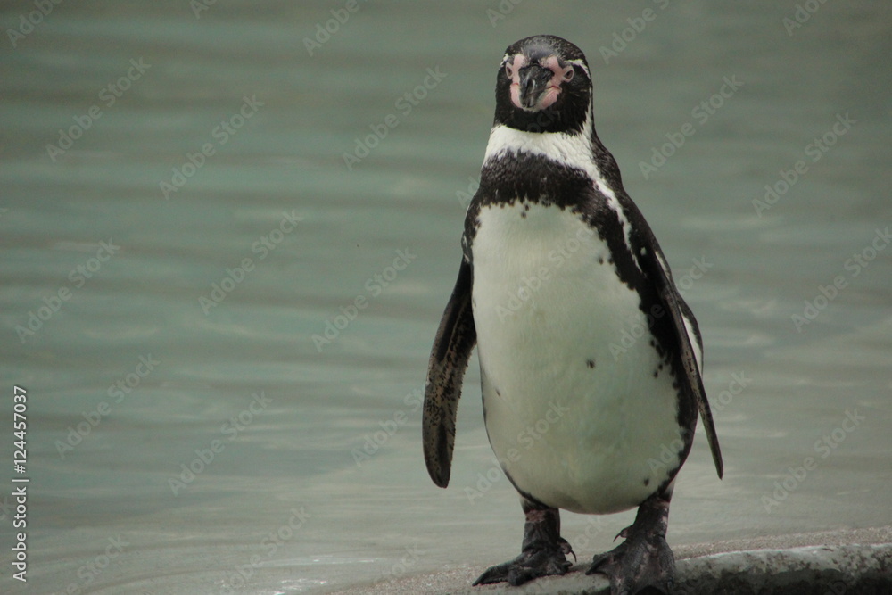 Fototapeta premium pingouin