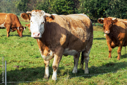 robuste Limousin-Rinder in Freilandhaltung auf der Weide