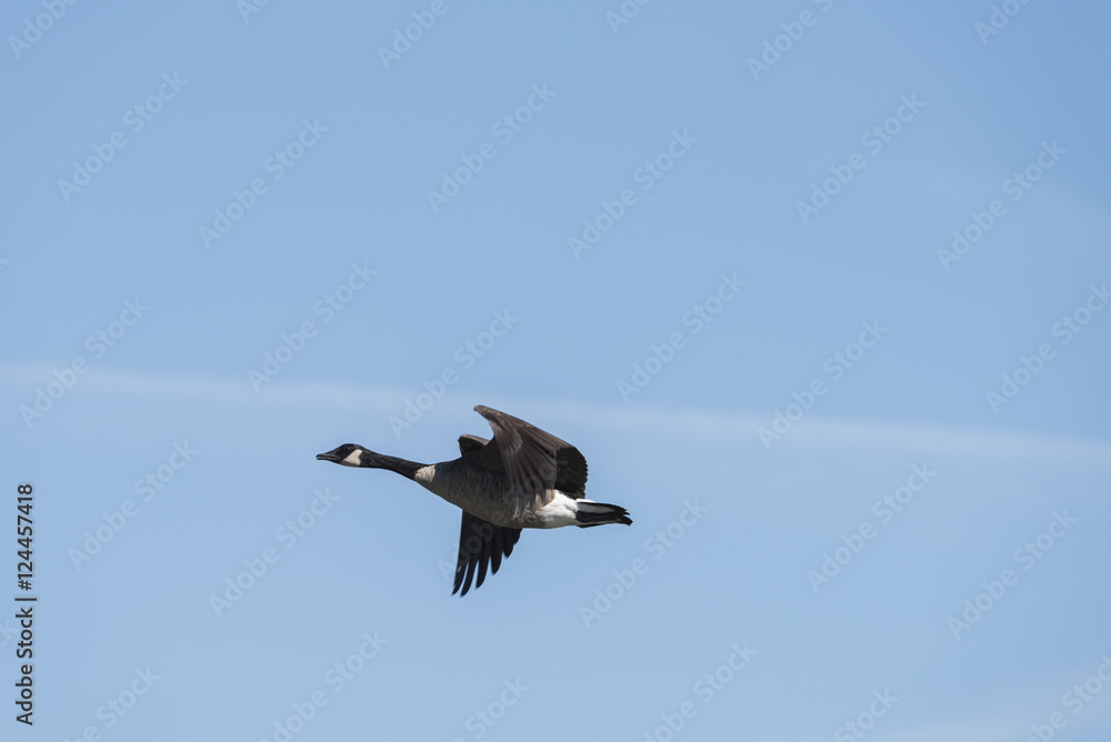 Obraz premium Geese in flight
