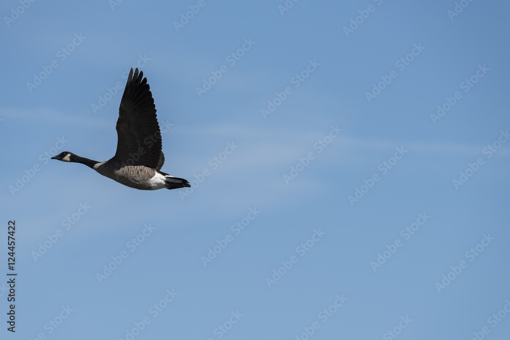 Geese in flight Geese in flight