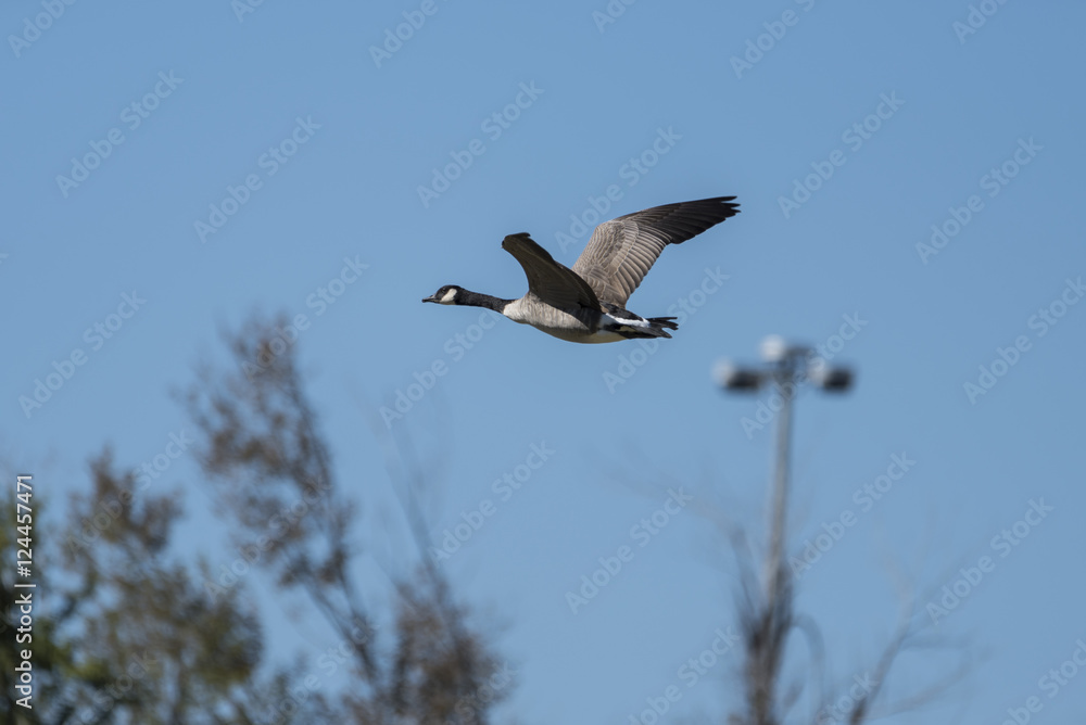 Obraz premium Geese in flight