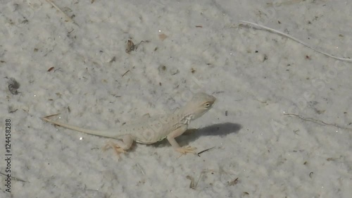Lizard in the New Mexico white sand dunes