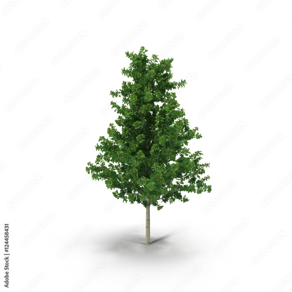 Poplar tree isolated on white. 3D illustration