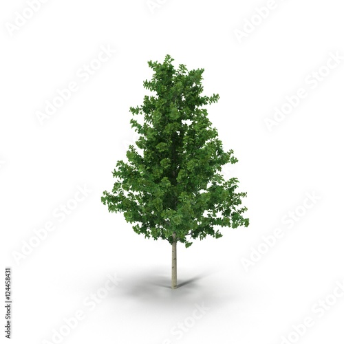 Poplar tree isolated on white. 3D illustration