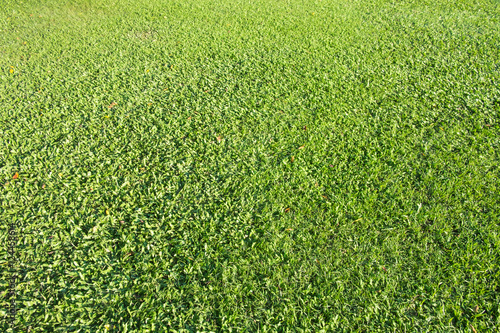 Greensward field background