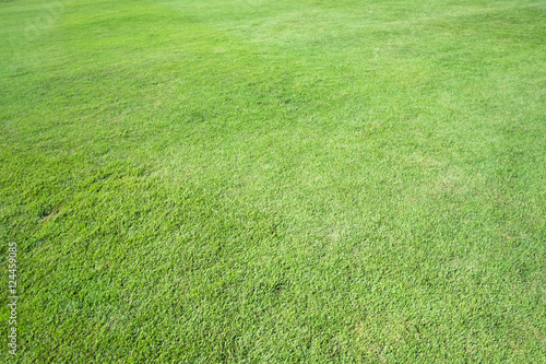 Greensward field background
