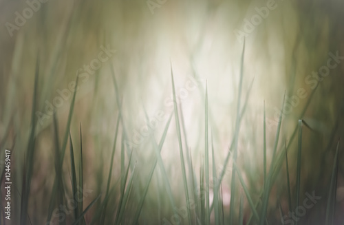 Close up of grass field in the morning , shallow dept of field and soft focus process, natural background